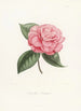 Iconographie du genre Camellia Pl043 - Lorenzo Bartolini — Ansicht des Kunstwerks