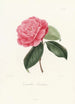 Iconographie des Genres Camellia Pl046 - Lorenzo Bartolini — Ansicht des Kunstwerks