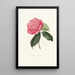 Iconographie des Genres Camellia Pl046 - Lorenzo Bartolini — gerahmtes Bild an der Wand