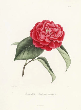 Lorenzo Berlse - Iconographie du genre Camellia Pl048.webp