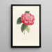 Iconographie du genre Camellia Pl053 - Lorenzo Bartolini — gerahmtes Bild an der Wand