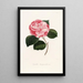 Iconographie des Genres Camellia Pl054 - Lorenzo Bartolini — gerahmtes Bild an der Wand