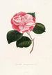 Iconographie des Genres Camellia Pl054 - Lorenzo Bartolini — Ansicht des Kunstwerks