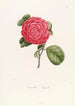Iconographie du genre Camellia Pl055 - Lorenzo Bartolini — Ansicht des Kunstwerks