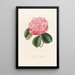 Iconographie du genre Camellia Pl058 - Lorenzo Bartolini — gerahmtes Bild an der Wand