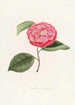 Iconographie du genre Camellia Pl061 - Lorenzo Bartolini — Ansicht des Kunstwerks