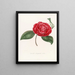 Iconographie du genre Camellia Pl062 - Lorenzo Bartolini — gerahmtes Bild an der Wand