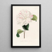 Iconographie du genre Camellia Pl063 - Lorenzo Bartolini — gerahmtes Bild an der Wand