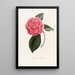 Iconographie du genre Camellia Pl064 - Lorenzo Bartolini — gerahmtes Bild an der Wand