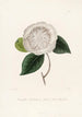 Iconographie des Genres Camellia Pl065 - Lorenzo Bartolini — Ansicht des Kunstwerks