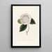 Iconographie des Genres Camellia Pl065 - Lorenzo Bartolini — gerahmtes Bild an der Wand