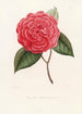 Iconographie du genre Camellia Pl067 - Lorenzo Bartolini — Ansicht des Kunstwerks