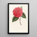 Iconographie du genre Camellia Pl067 - Lorenzo Bartolini — gerahmtes Bild an der Wand