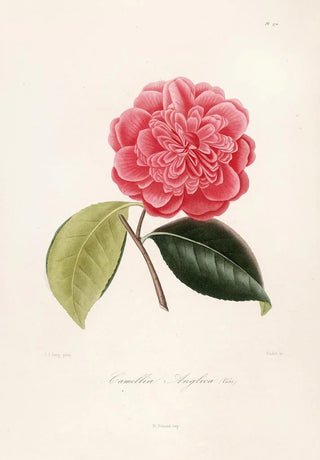 Lorenzo Berlse - Iconographie du genre Camellia Pl070.webp
