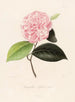 Iconographie du genre Camellia Pl071 - Lorenzo Bartolini — Ansicht des Kunstwerks