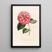 Iconographie du genre Camellia Pl072 - Lorenzo Bartolini — gerahmtes Bild an der Wand