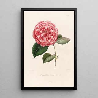 Lorenzo Berlse - Iconographie du genre Camellia Pl072.webp