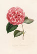 Iconographie du genre Camellia Pl072 - Lorenzo Bartolini — Ansicht des Kunstwerks