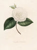 Iconographie des Genres Camellia Pl073 - Lorenzo Bartolini — Ansicht des Kunstwerks