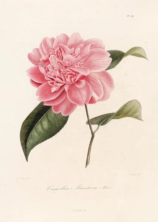 Lorenzo Berlse - Iconographie du genre Camellia Pl074.webp