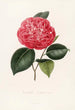 Iconographie du genre Camellia Pl075 - Lorenzo Bartolini — Ansicht des Kunstwerks