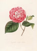 Iconographie des Genres Camellia Pl076 - Lorenzo Bartolini — Ansicht des Kunstwerks