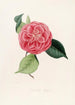Iconographie des Genres Camellia Pl077 - Lorenzo Bartolini — Ansicht des Kunstwerks