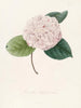 Iconographie des Genres Camellia Pl078 - Lorenzo Bartolini — Ansicht des Kunstwerks