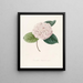 Iconographie des Genres Camellia Pl078 - Lorenzo Bartolini — gerahmtes Bild an der Wand
