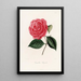 Iconographie des Genres Camellia Pl080 - Lorenzo Bartolini — gerahmtes Bild an der Wand