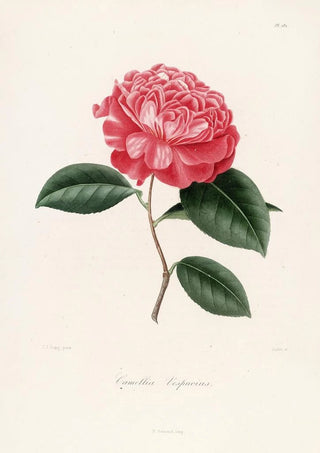 Lorenzo Berlse - Iconographie du genre Camellia Pl082.webp
