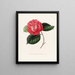Iconographie du genre Camellia Pl084 - Lorenzo Bartolini — gerahmtes Bild an der Wand