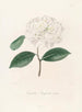 Iconographie du genre Camellia Pl086 - Lorenzo Bartolini — Ansicht des Kunstwerks