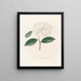 Iconographie du genre Camellia Pl086 - Lorenzo Bartolini — gerahmtes Bild an der Wand
