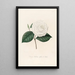 Iconographie du genre Camellia Pl088 - Lorenzo Bartolini — gerahmtes Bild an der Wand