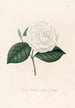 Iconographie du genre Camellia Pl088 - Lorenzo Bartolini — Ansicht des Kunstwerks