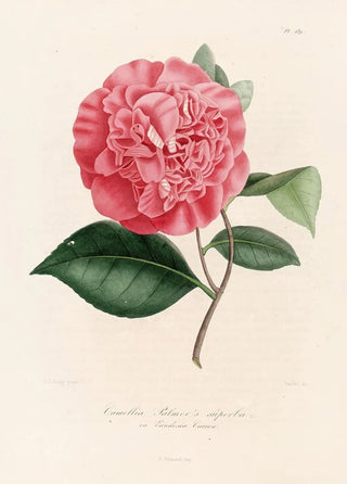 Lorenzo Berlse - Iconographie du genre Camellia Pl089.webp