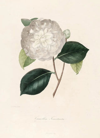 Lorenzo Berlse - Iconographie du genre Camellia Pl091.webp