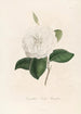 Iconographie du genre Camellia Pl095 - Lorenzo Bartolini — Ansicht des Kunstwerks