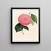 Iconographie des Genres Camellia Pl098 - Lorenzo Bartolini — gerahmtes Bild an der Wand