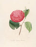 Iconographie des Genres Camellia Pl099 - Lorenzo Bartolini — Ansicht des Kunstwerks