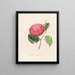 Iconographie des Genres Camellia Pl099 - Lorenzo Bartolini — gerahmtes Bild an der Wand