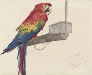 Papagei - Louis-Charles Bombled — Ansicht des Kunstwerks