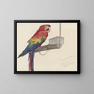 Papagei - Louis-Charles Bombled — gerahmtes Bild an der Wand