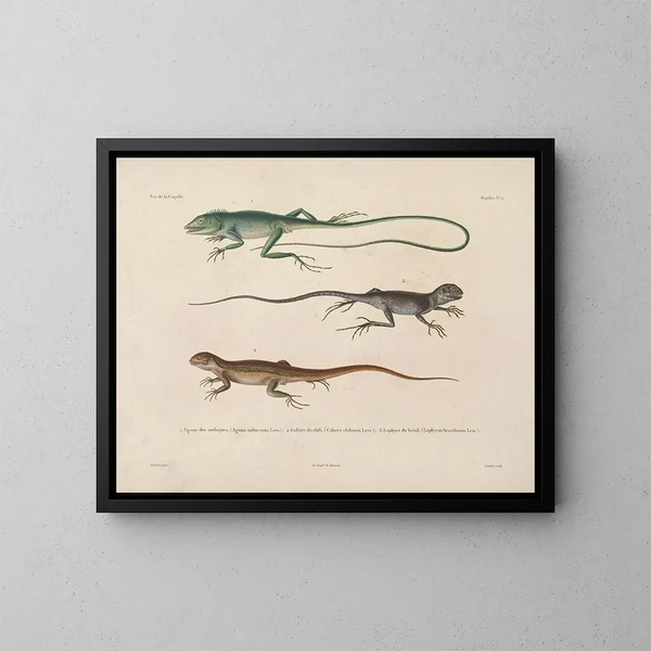 Reise um die Welt - Louis-Isidore Duperrey — gerahmtes Bild an der Wand
