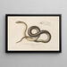 Reise um die Welt, Pl005 - Louis-Isidore Duperrey — gerahmtes Bild an der Wand