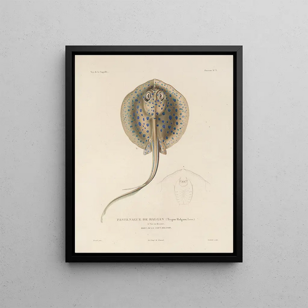LouisIsidore Duperrey - Voyage autour du monde Pl010.webp