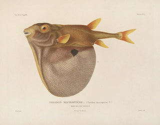 LouisIsidore Duperrey - Voyage autour du monde Pl011.webp