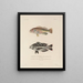 Reise um die Welt Pl. 029 - Louis-Isidore Duperrey — gerahmtes Bild an der Wand