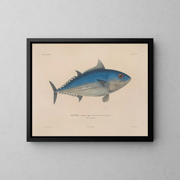 Reise um die Welt - Louis-Isidore Duperrey — gerahmtes Bild an der Wand